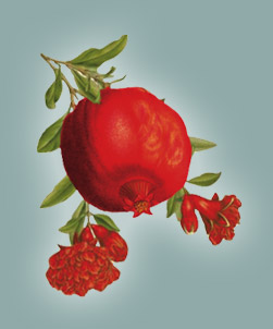 Pomegranate_Fruit_pic